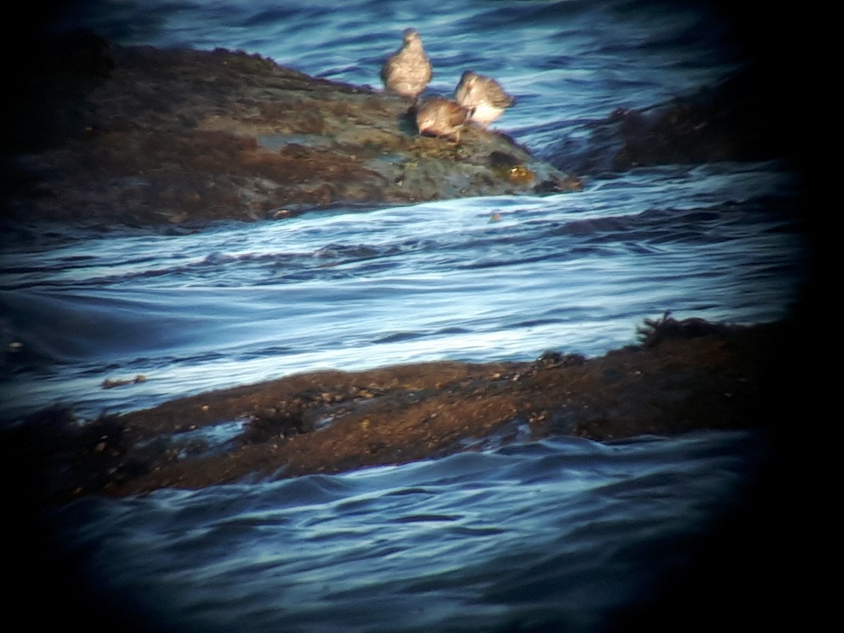 Rock Sandpiper - ML334482031