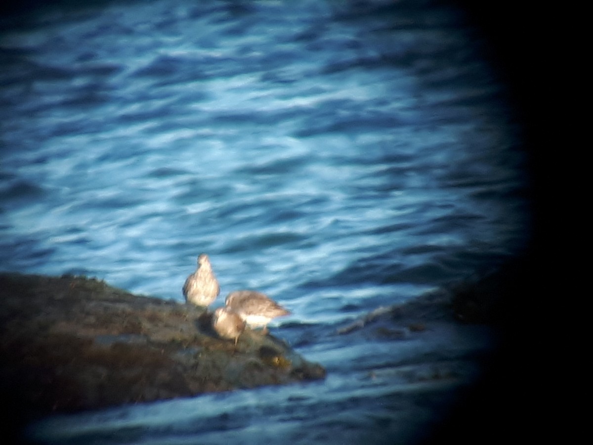 Rock Sandpiper - ML334482041