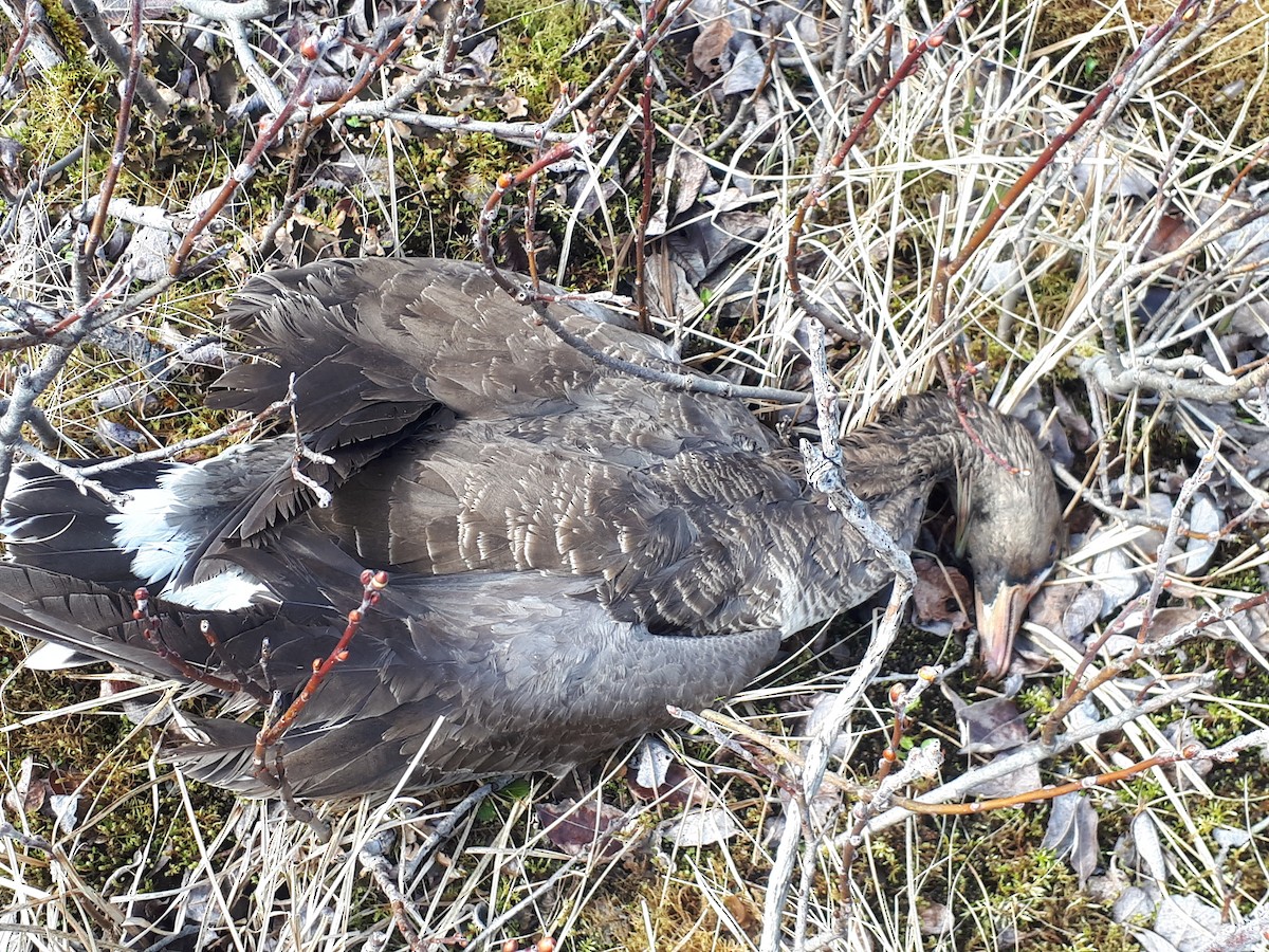 Greater White-fronted Goose - ML334482111