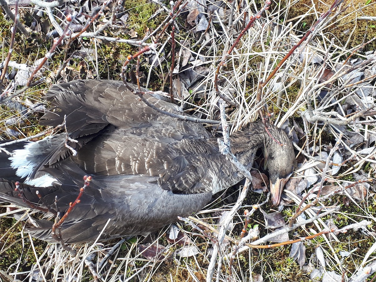 Greater White-fronted Goose - Don-Jean Léandri-Breton