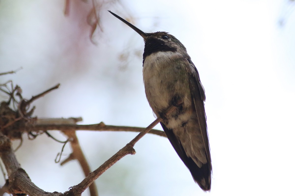 Broad-tailed Hummingbird - Robert McNab