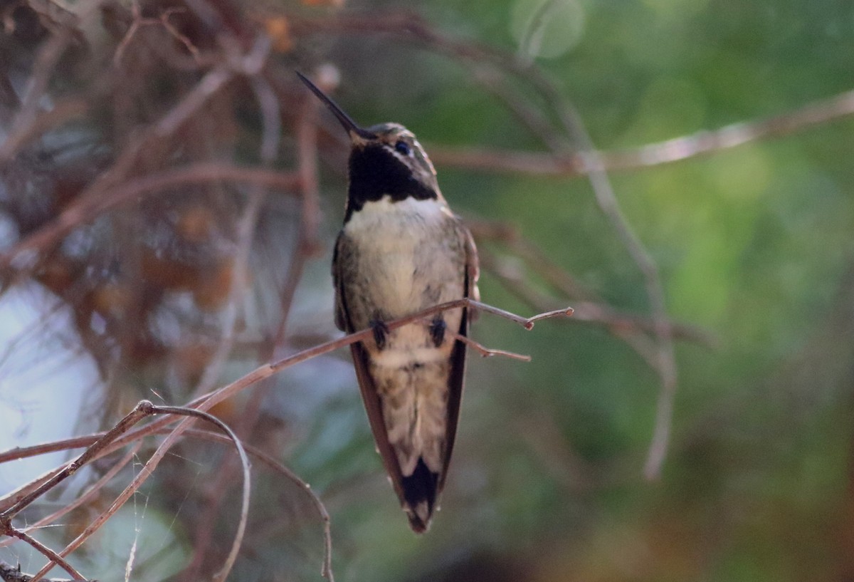 Broad-tailed Hummingbird - Robert McNab