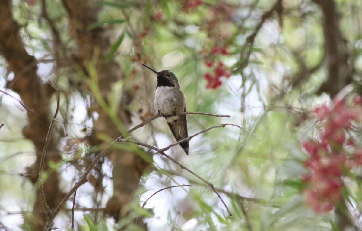 Broad-tailed Hummingbird - ML33448241
