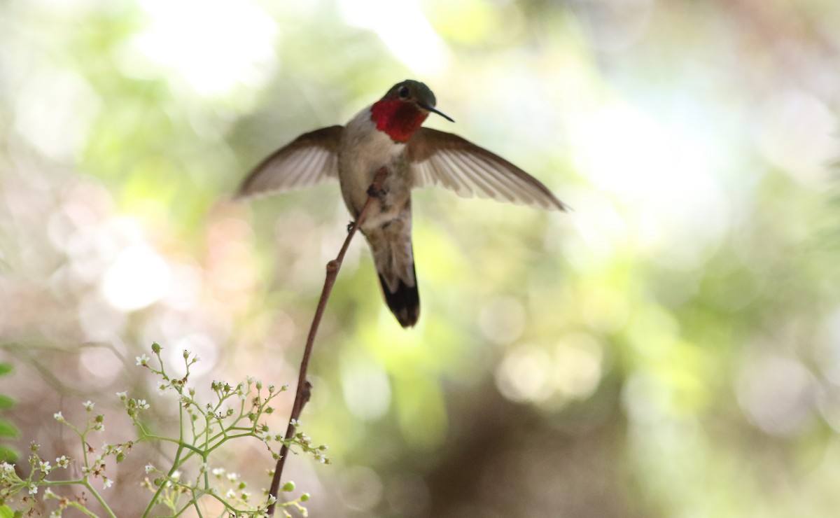 Broad-tailed Hummingbird - ML33448251