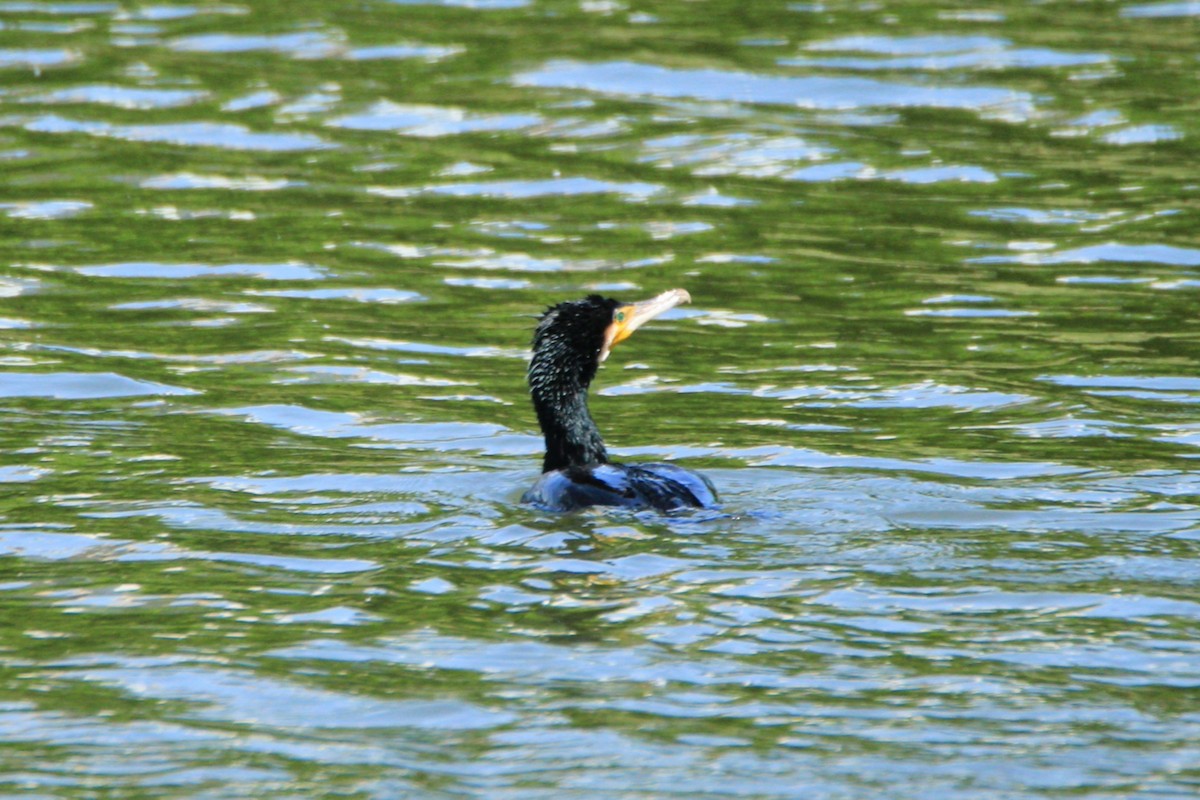 Japanese Cormorant - ML334482941