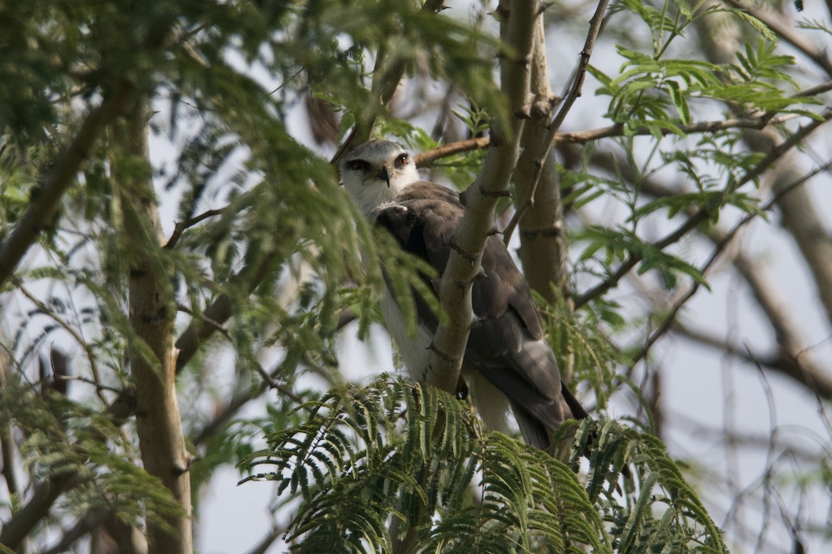 Black-winged Kite - ML334483611