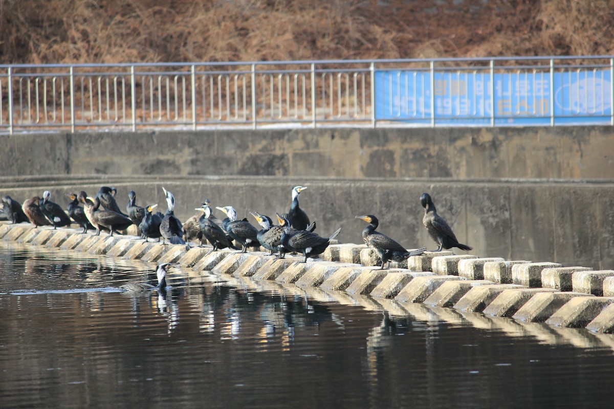 Japanese Cormorant - ML334483771