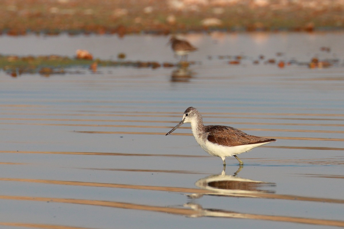 Common Greenshank - ML334483881