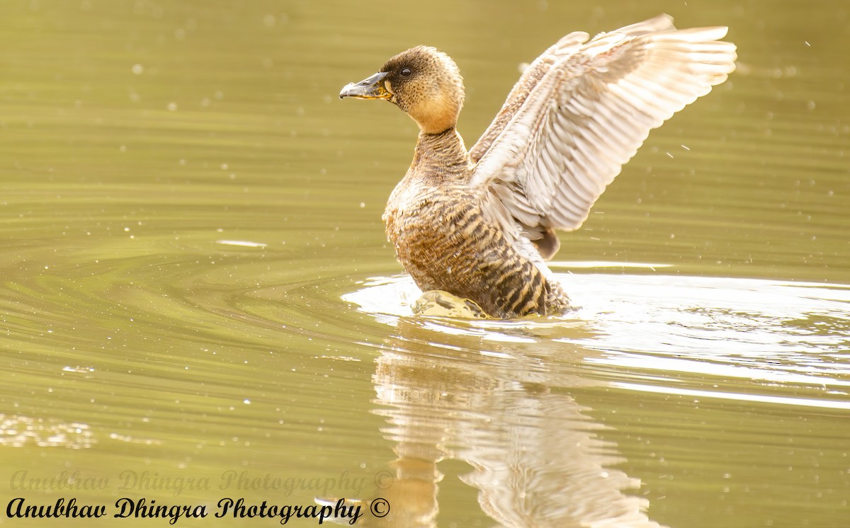 White-backed Duck - ML334484311