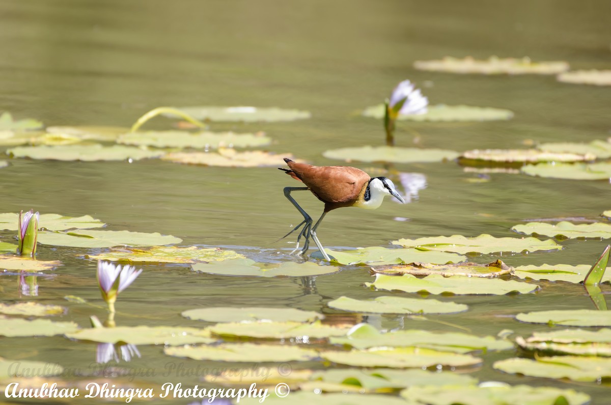 African Jacana - ML334484711