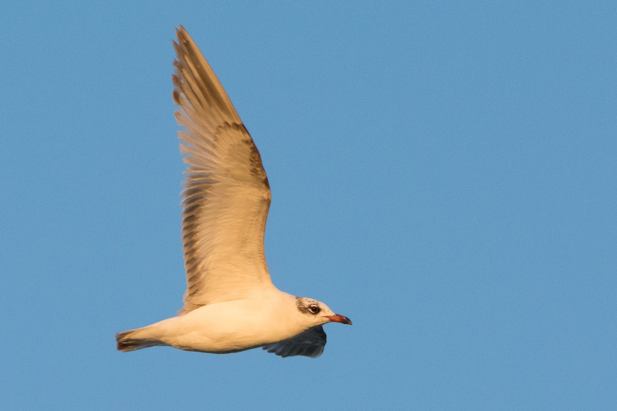 Mediterranean Gull - ML334484811