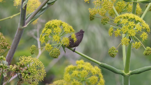 Garden Warbler - ML334485021