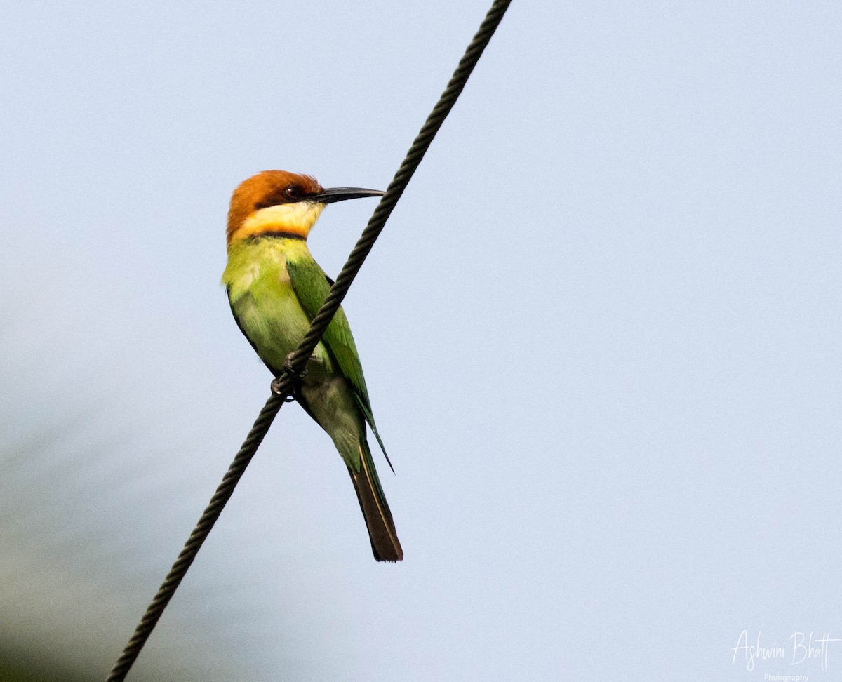 Chestnut-headed Bee-eater - ML334485761