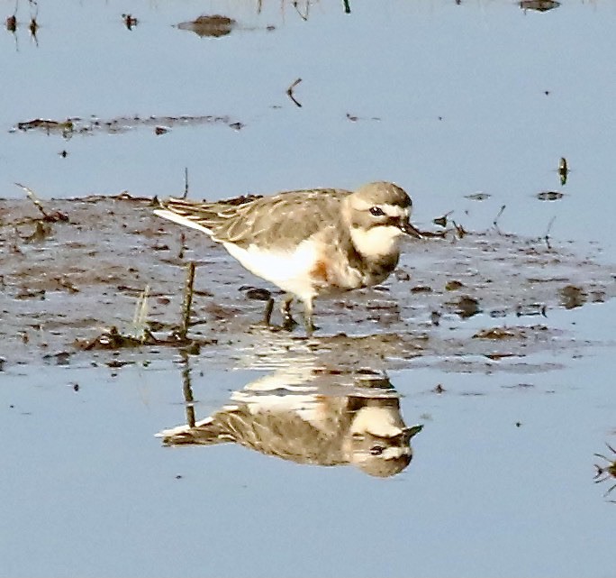 Double-banded Plover - ML334486311
