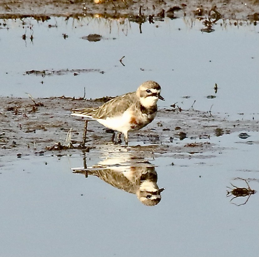Double-banded Plover - ML334486321