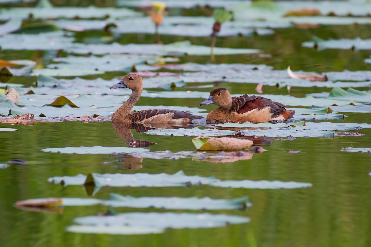 Suirirí de Java - ML334487831