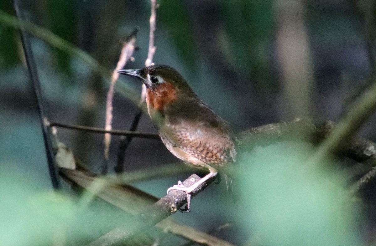 Song Wren - ML334488511