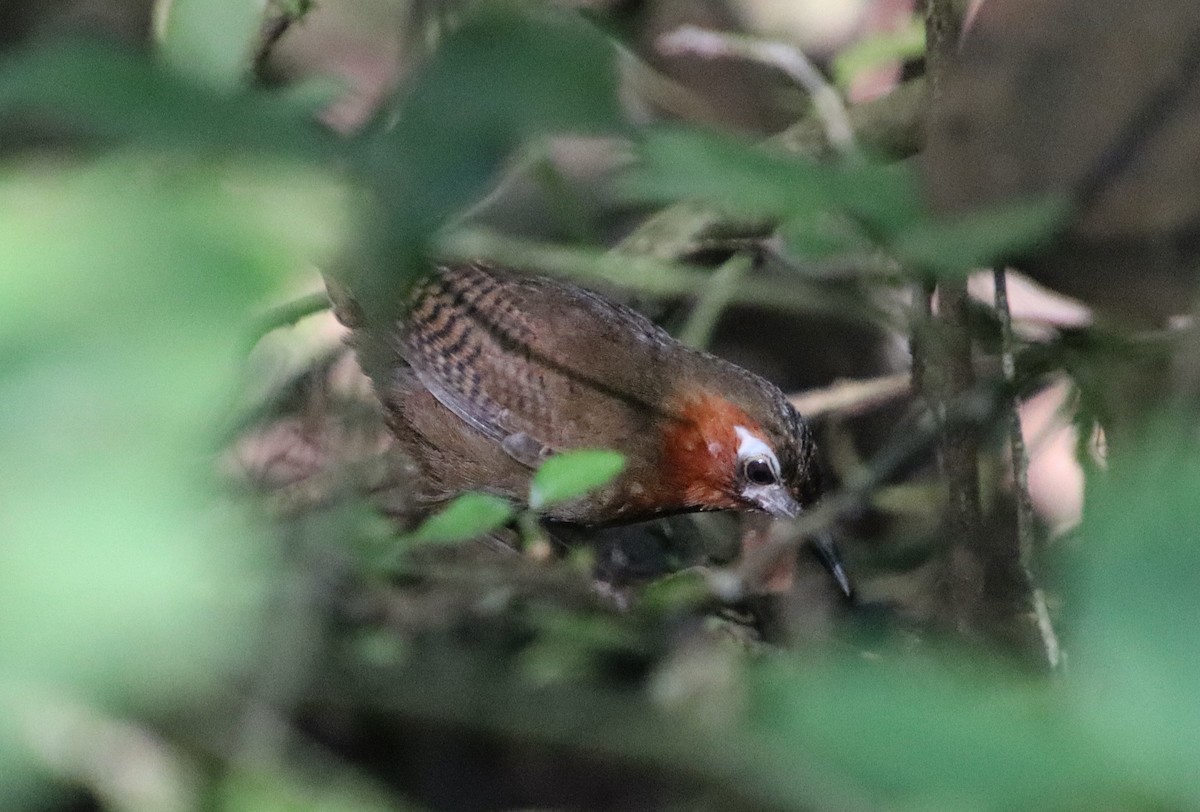 Song Wren - ML334488521