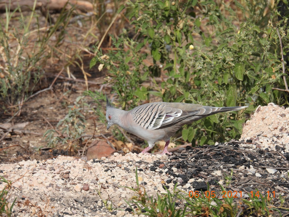 Crested Pigeon - ML334489801