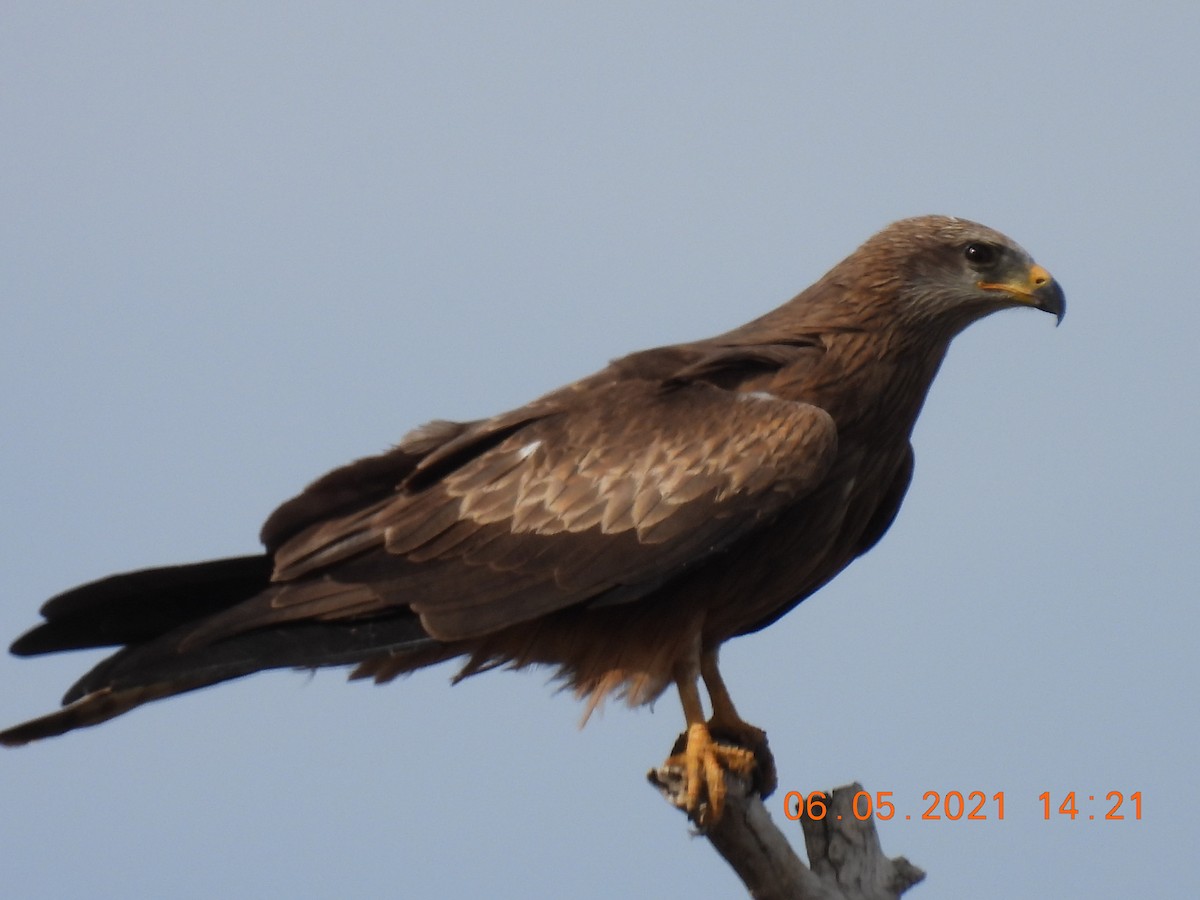 Black Kite - ML334489931