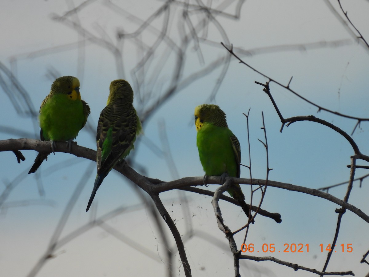 Budgerigar - ML334489991