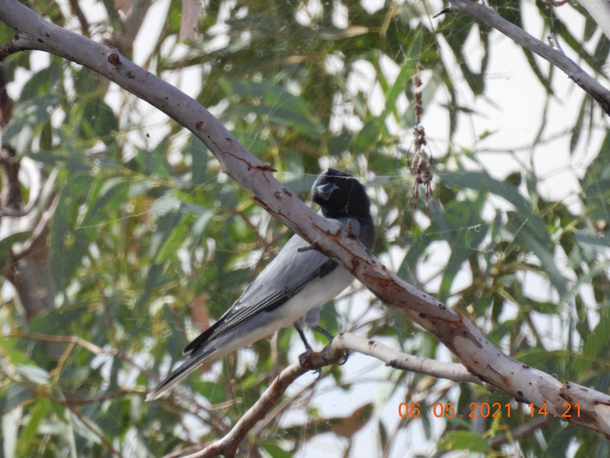 Black-faced Cuckooshrike - ML334490131