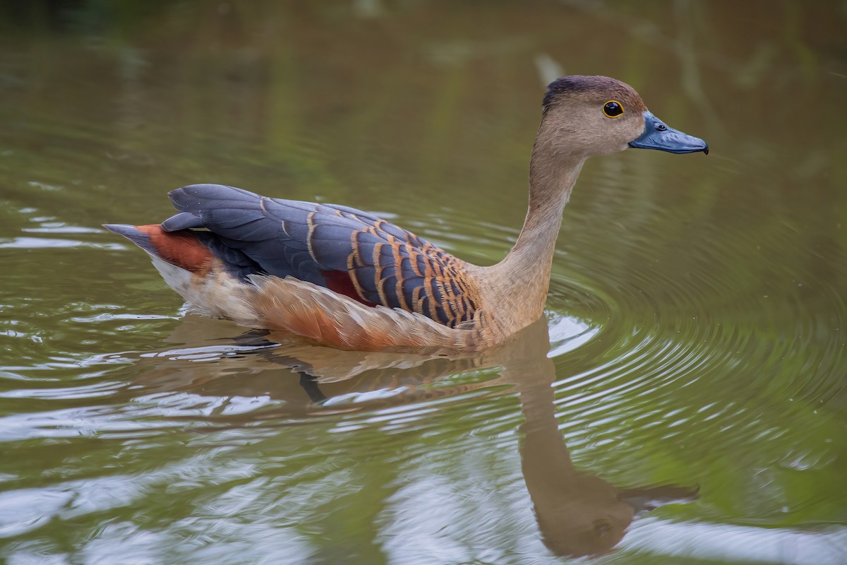 Suirirí de Java - ML334490401