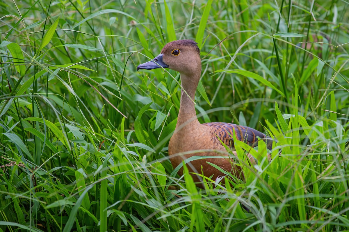リュウキュウガモ - ML334490471