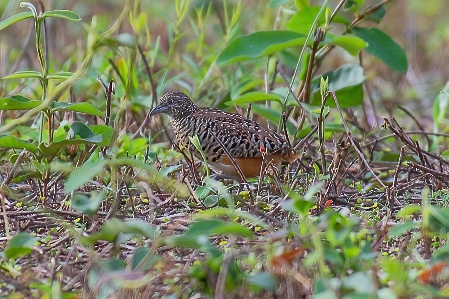 Torillo Batallador - ML334490501