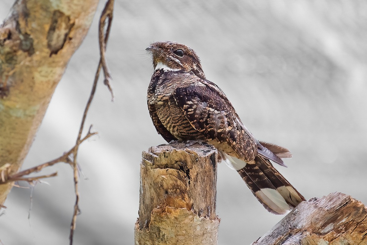 Chotacabras Macruro - ML334491921