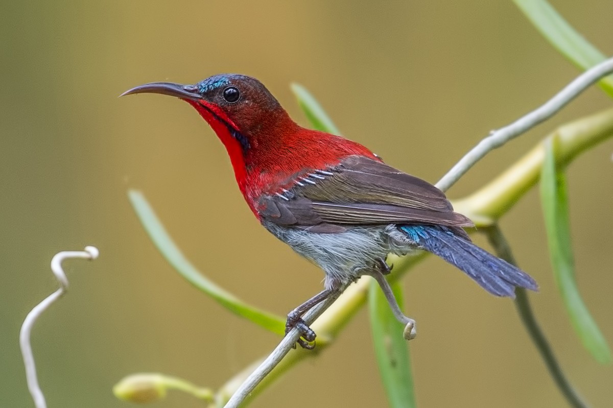 Crimson Sunbird - ML334492351