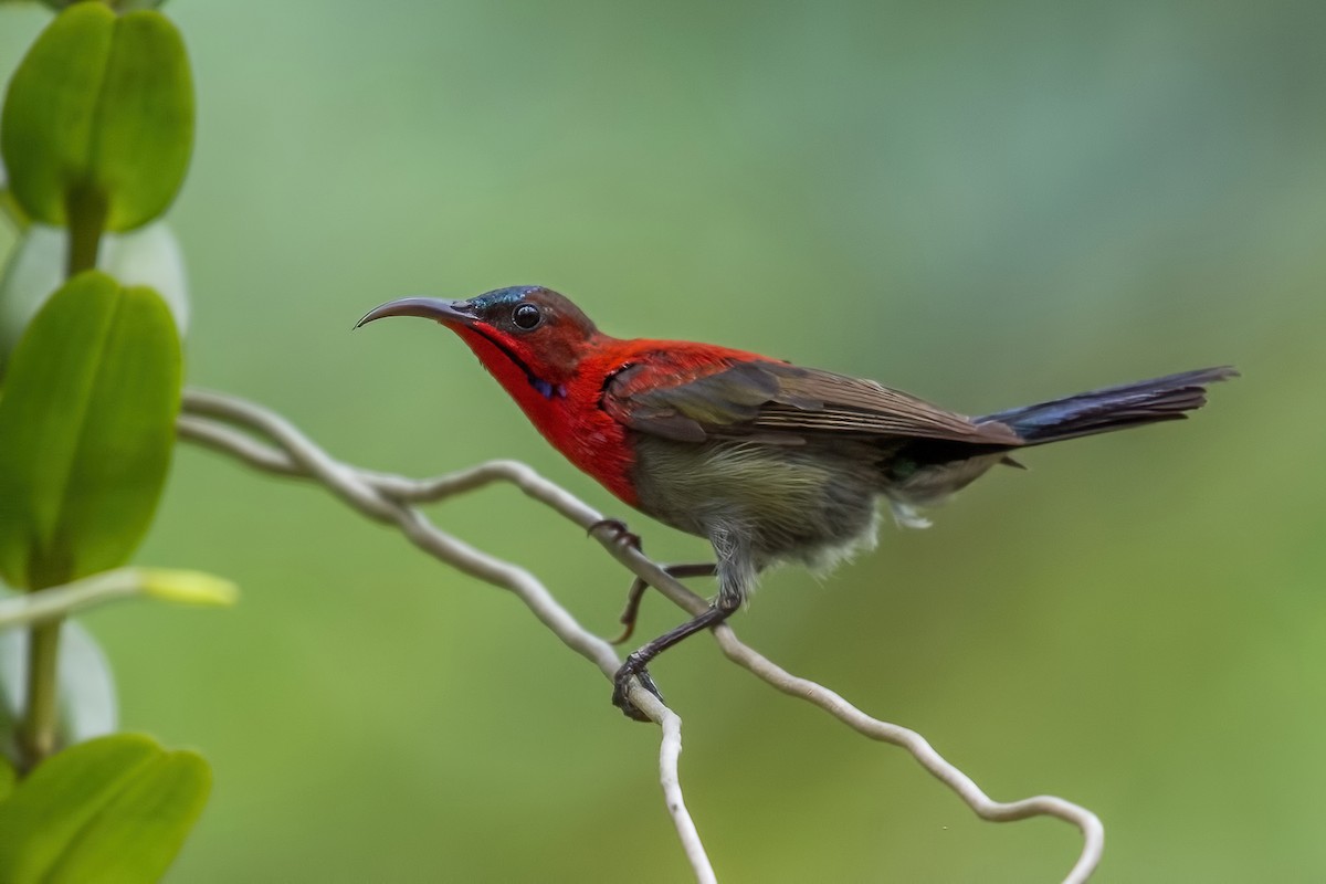 Suimanga Siparaja - ML334492391