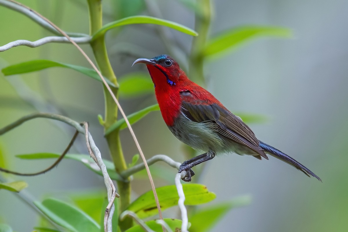 Suimanga Siparaja - ML334492401