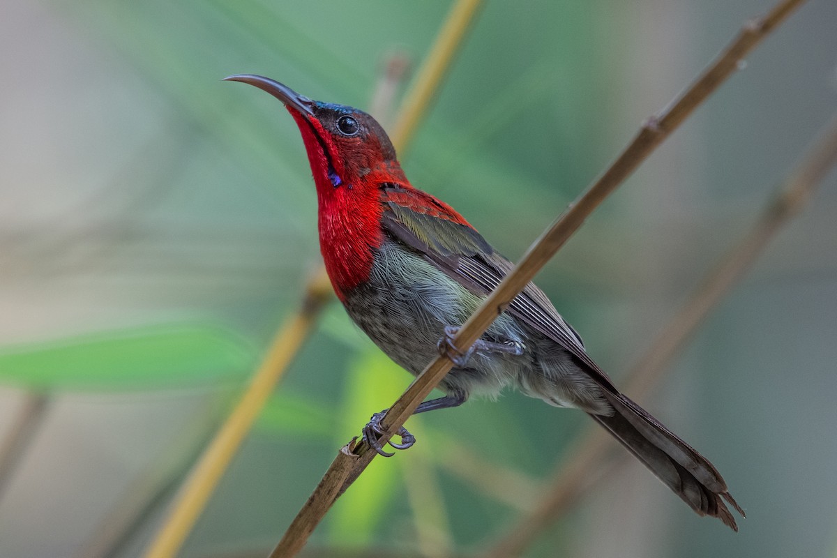 Suimanga Siparaja - ML334492431