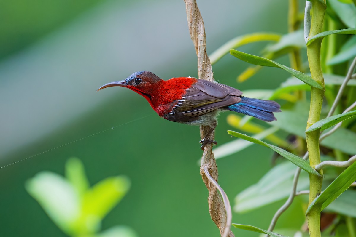 Suimanga Siparaja - ML334492451