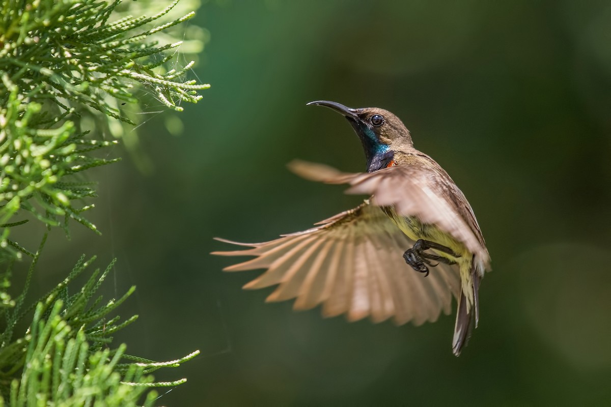 Suimanga Ornado - ML334492791
