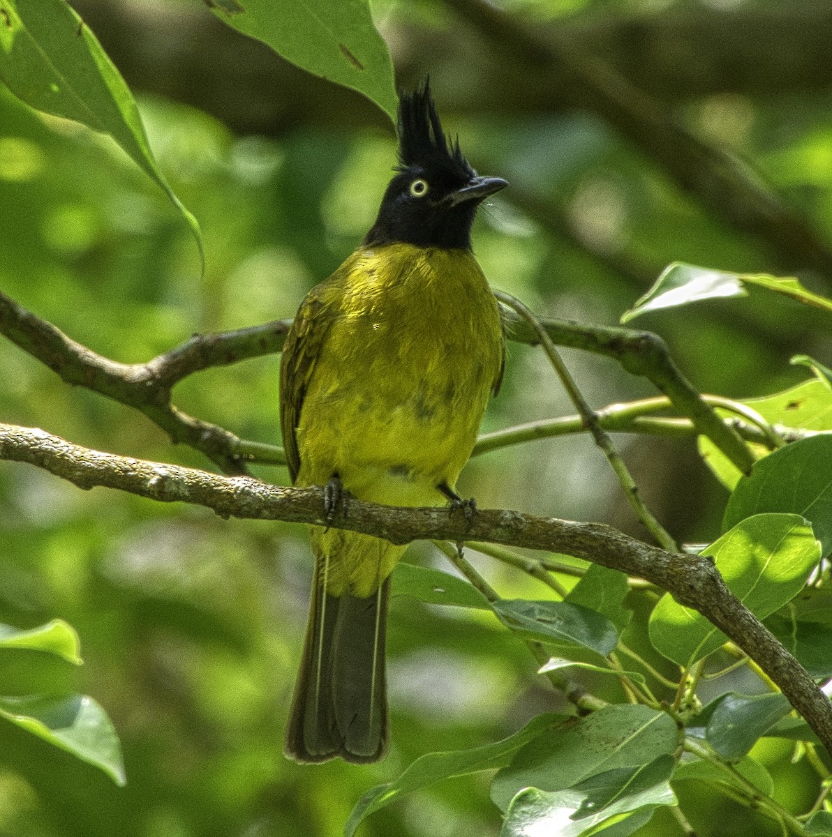 Black-crested Bulbul - ML334494561