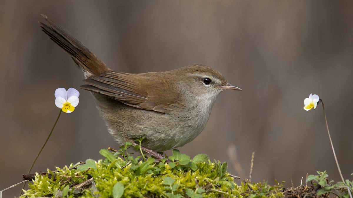 Cetti's Warbler - ML334494811