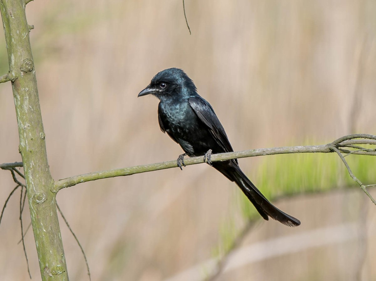 Black Drongo - Kai Pflug