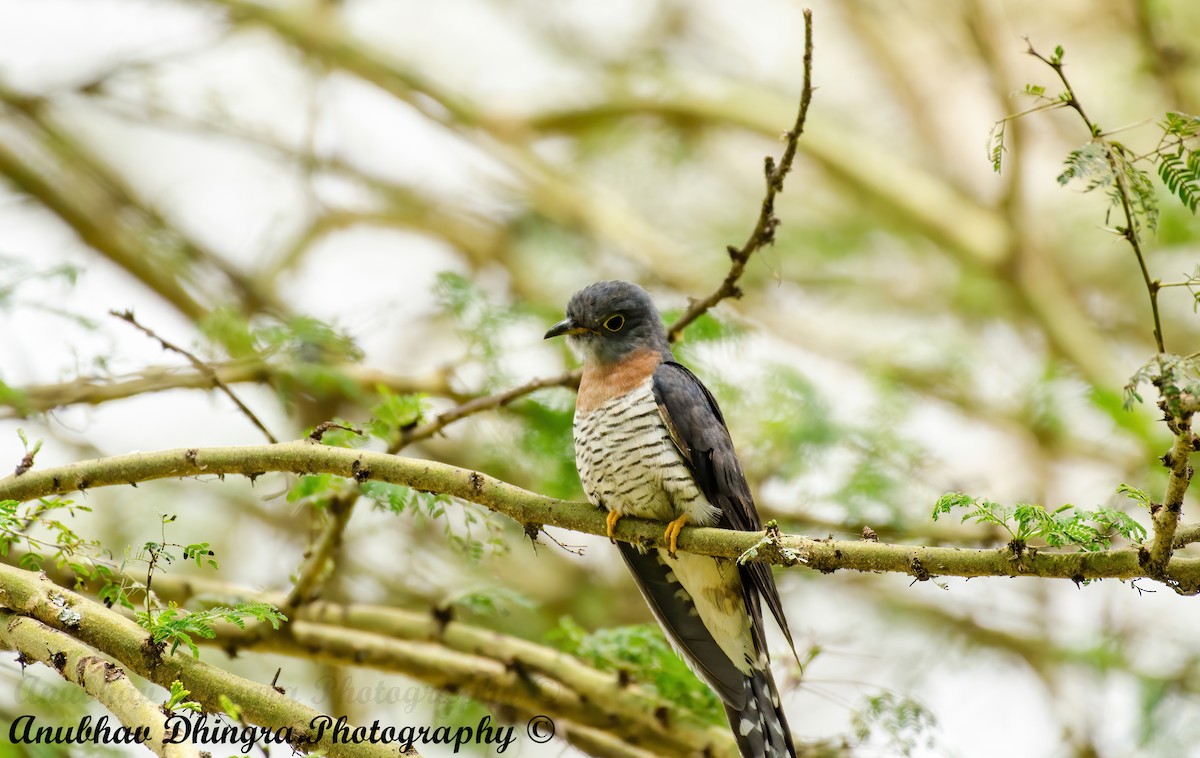 Red-chested Cuckoo - ML334495161