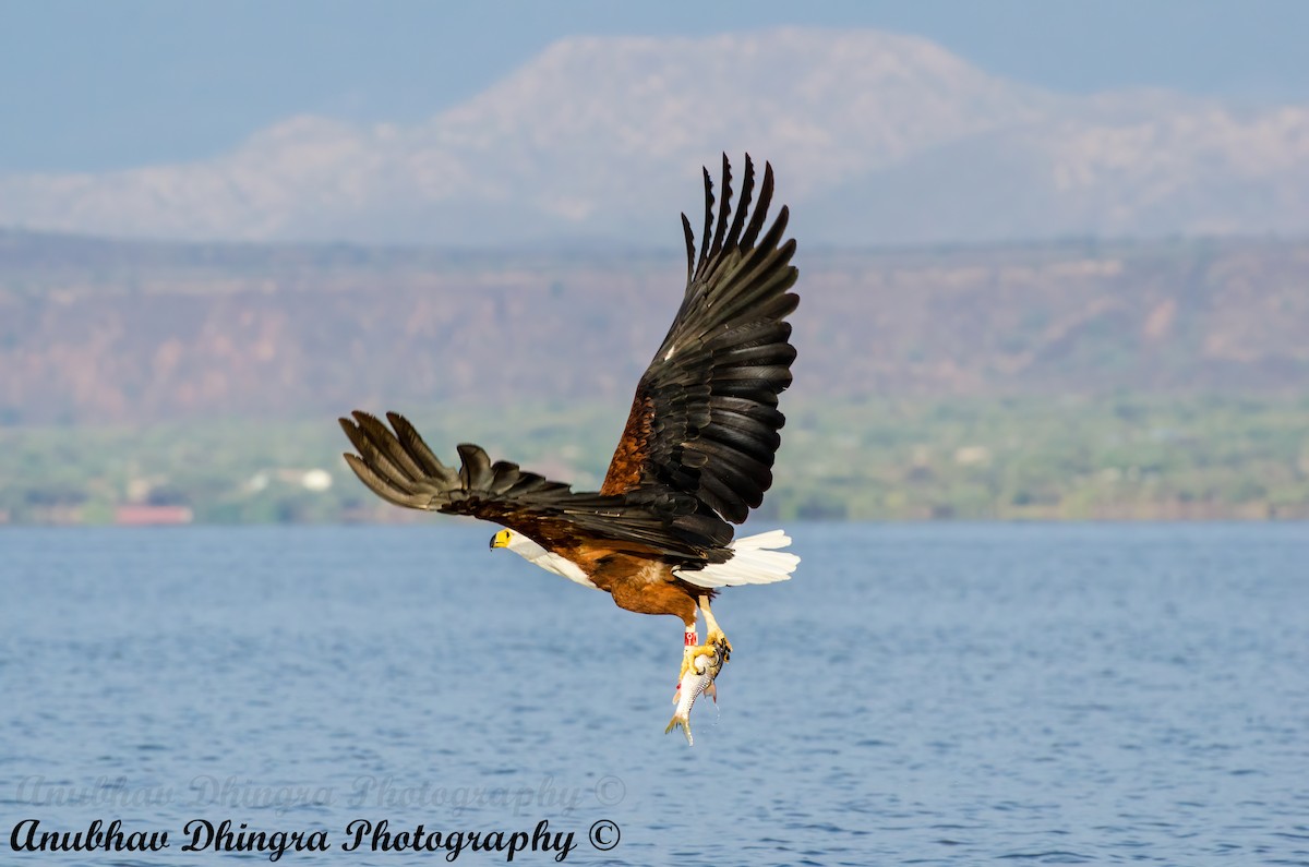 African Fish-Eagle - ML334495591