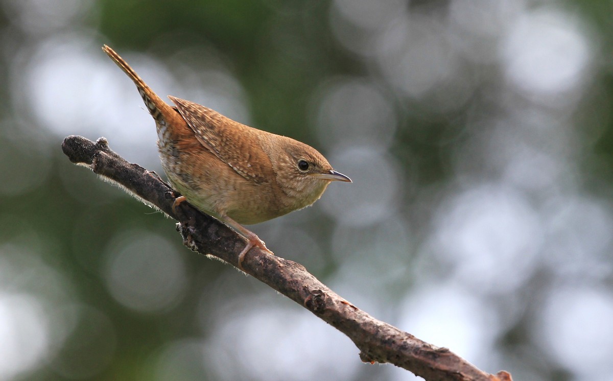 House Wren - Diane St-Jacques