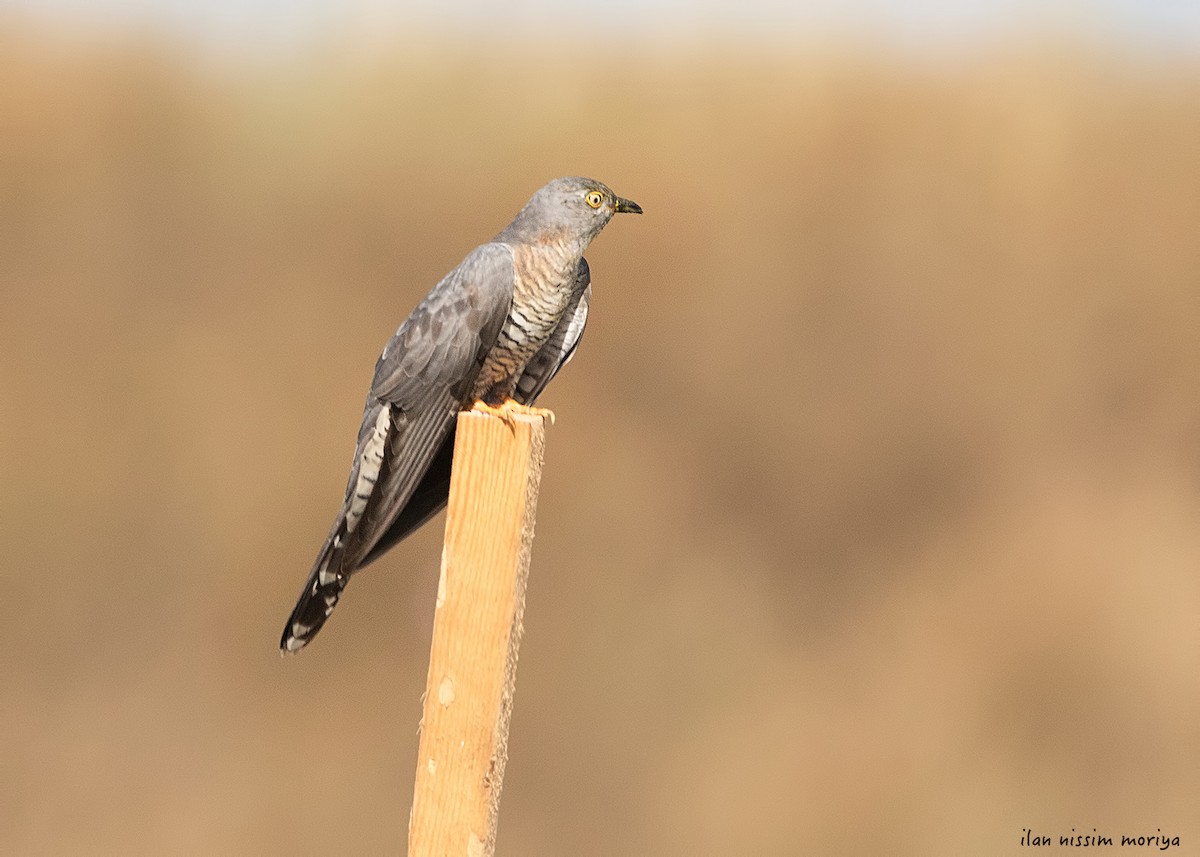 Common Cuckoo - ML334497181