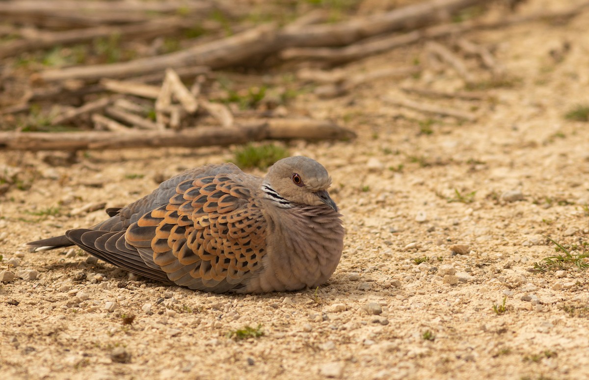 European Turtle-Dove - Fernando Enrique Navarrete