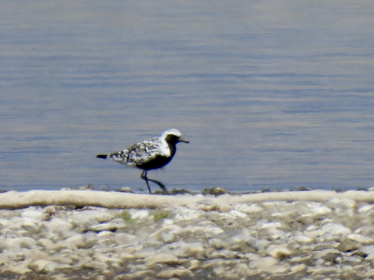 Black-bellied Plover - ML334498841