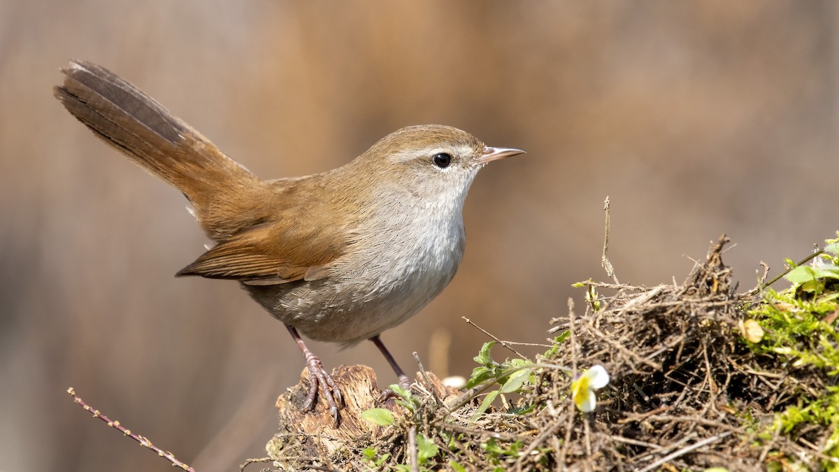 Cetti's Warbler - ML334499071