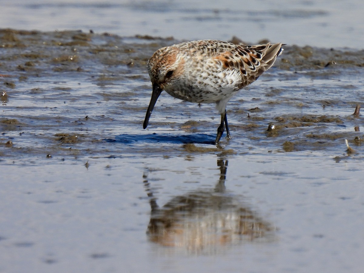 Western Sandpiper - ML334499931