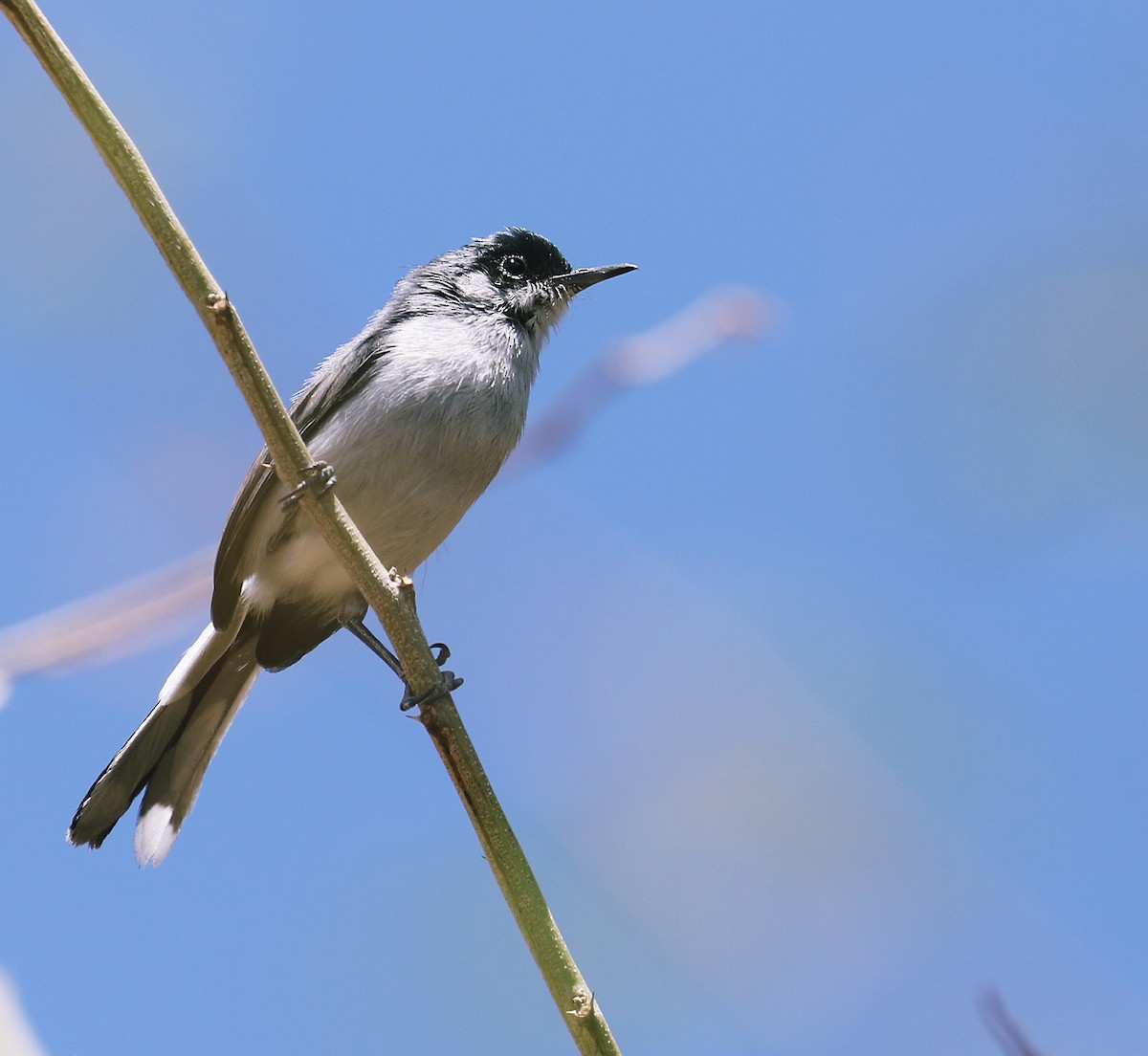 leskot černohlavý - ML334500001