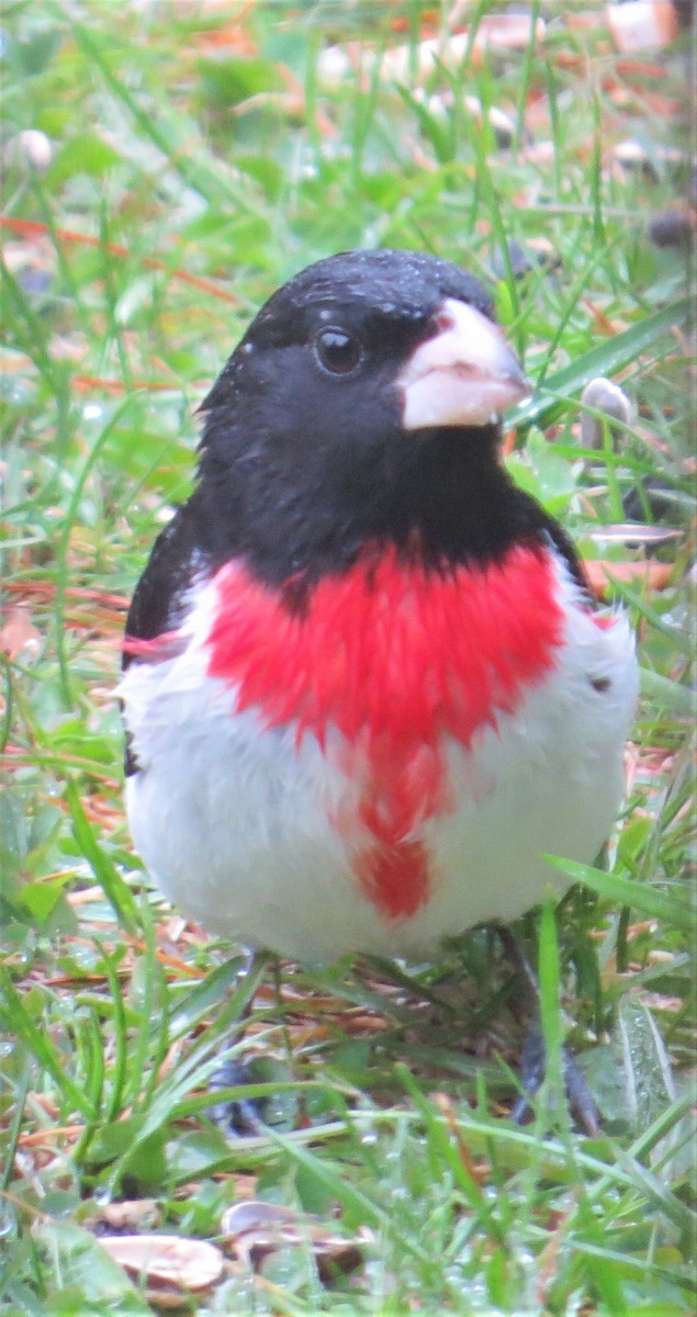 Rose-breasted Grosbeak - ML334503121