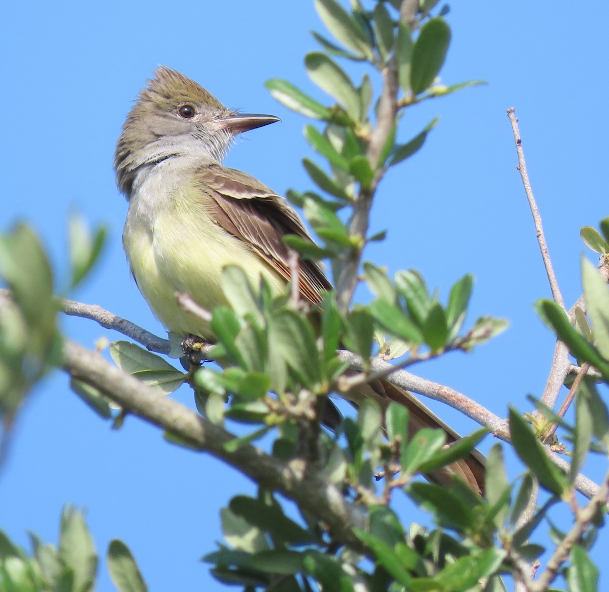 Great Crested Flycatcher - ML334503351